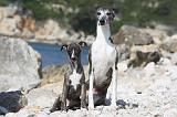 WHIPPET 263